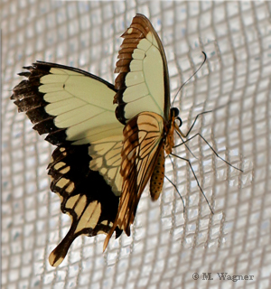 Papilio-Dardanus-male