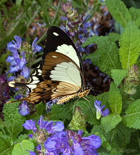 Afrikanischer-Schwalbenschwanz  Männchen