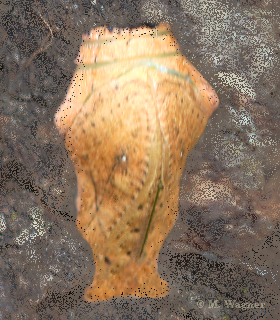 Doleschallia bisaltide chrysalis