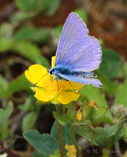 hauhechelbläuling_Fingerkraut