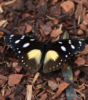 Amauris-albimaculata