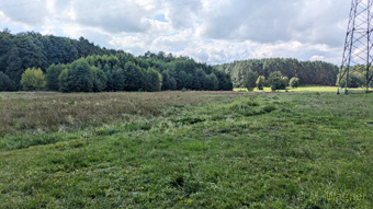 Rotklee-Bläuling Männchen