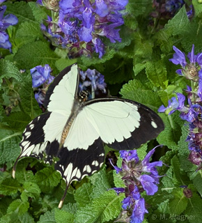 Papilio-Dardanus-an-Wiesen-Salbei-(Salvia-pratensis)