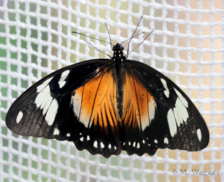 Papilio Dardanus female