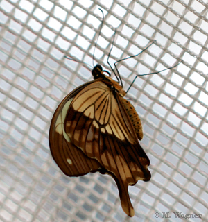 Papilio-Dardanus-Unterflügel-male