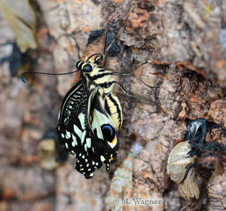 Papilio demoleus frisch geschlüpft