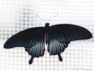 Papilio-lowi-male