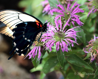 Papilio-memnon-Indianernessel