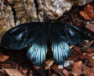 Papilio-memnon