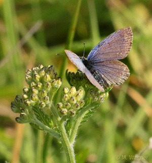 Rotklee-Bläuling Männchen