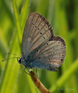 Rotklee-Bläuling Männchen
