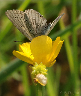 Rotklee-Bläuling an Sumpfddotterblume