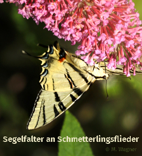 Segelfalter_Schmetterlingsflieder