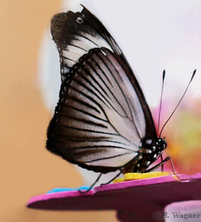 Variable-Eggfly