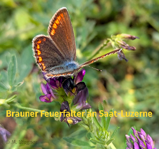 Brauner-Feuerfalter_Saat-Luzerne