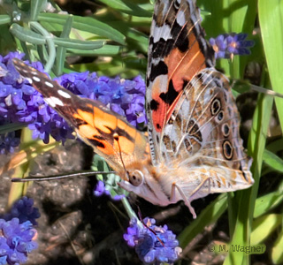 Distelfalter saugt am Lavendel