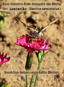 Gamma-Eule-an-Landnelke