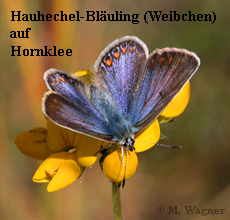 hauhechelbläuling_hornklee