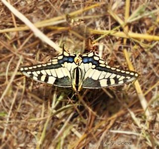 auf Rhodos von C.v.Uckro