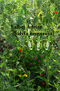 Salbei-Adrian---Salvia-nemorosa