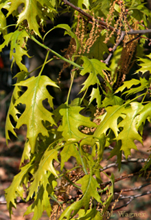Sumpf-Eiche-Quercus-palustris