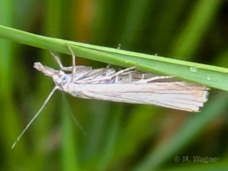 Chrysoteuchia-culmella am Bolmen