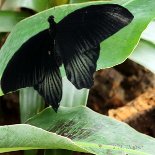 Papilio memnon 22.07.2024
