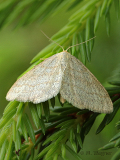 Heidelbeer-Kleinspanner_dorsal