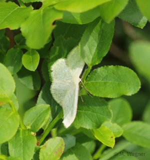 Heidelbeer-Kleinspanner-am-Bolmen