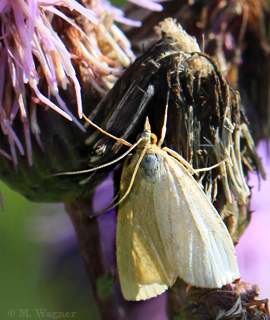 Mehlspanner-an-Flockenblume