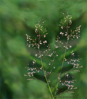 Rotes-Straußgras (Agrostis capillaris)
