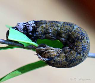 Acherontia-atropos_-dark-caterpillar