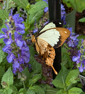 Afrikanischer-Schwalbenschwanz  Männchen