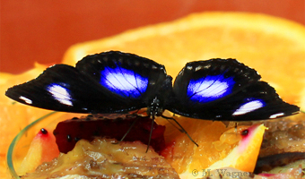 Blue-Moon-Butterfly_male