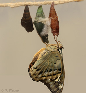 Brauner-Segler-schlüpf