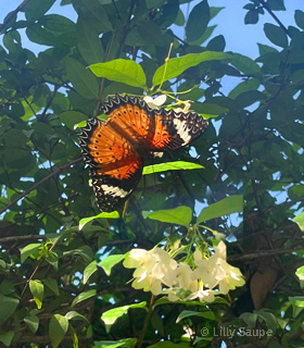Leoparden-Netzflügler an Wandelröschen