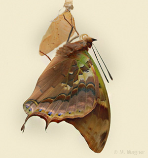 Charaxes-candiope-schlüpft