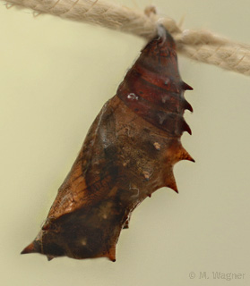 Hypolimnas bolina Puppe.