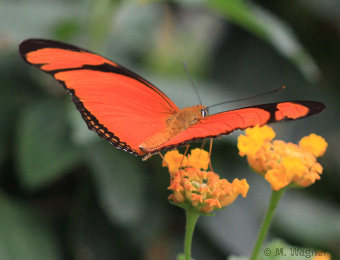 Dryas iulia an Wandelröschen 