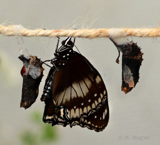 Eierfliege Weibchen schlüpft aus seiner Puppe