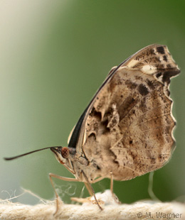 Fleck-Schillerfalter--Unterseite