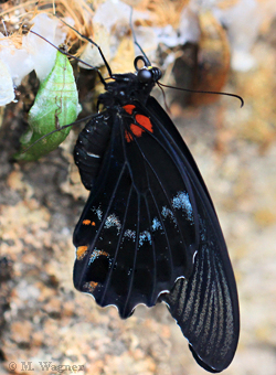 Great Mormon,  Papilio memnon agenor