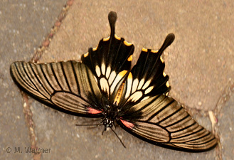 Great-Yellow-Mormon Weibchen