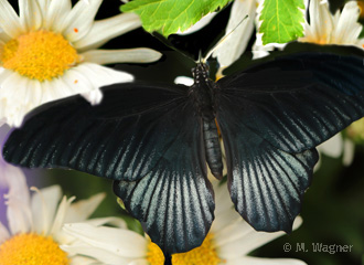 Great-Yellow-Mormon Männchen