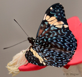 Hamadryas-amphinome frontal