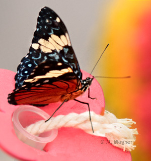 Hamadryas-amphinome-lateral