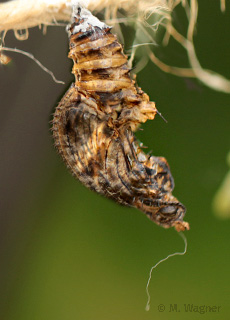 Heliconius-cydno-cydnides-Puppe
