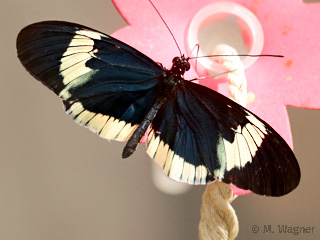 Blauer-Passionsblumenfalter