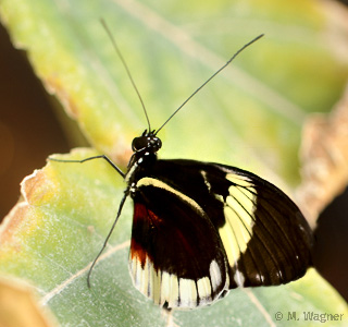 Blauer-Passionsblumenfalter