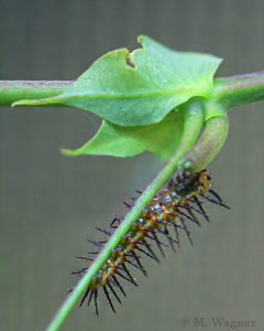 Heliconius-hecale_caterpillar